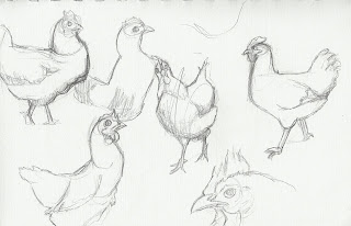 Alex & Jazzy's Summer Project: Idea 4: Chicken sketches