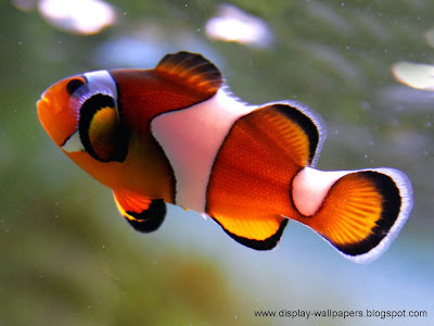 Beautiful Fish Wallpapers