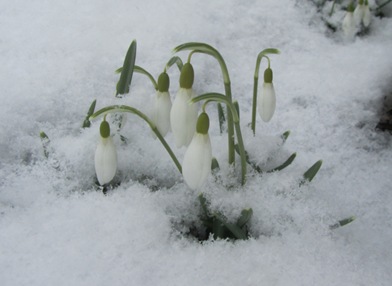 Schneeglöckchen