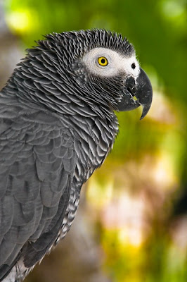 African Grey Parrot Bird Pictures