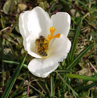 Biene mit Krokus