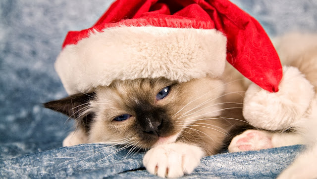 Dieren sfbeelding kat met kerstmuts