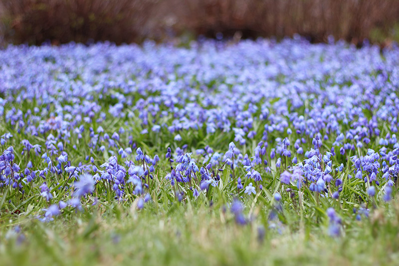 Blommigt hav