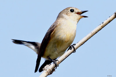 "The Taiga Flycatcher is a passage, as well as winter, migrant to Mount Abu. It's rare in this part of the world. Chirping."
