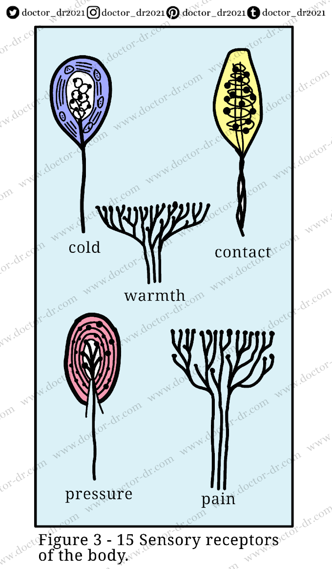 Public Health - Touch, Smell, and Taste - Easy Biology Notes - By Microbiology Doctor dr (doctor_dr)