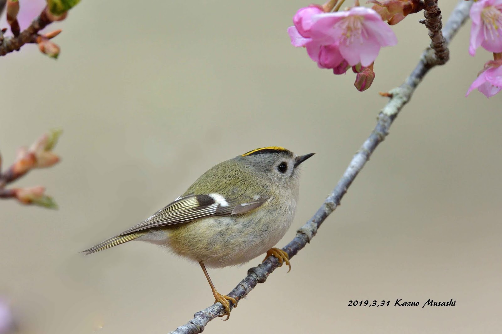 自悠人の野鳥撮影日記 今日の出会いは キクイタダキ と メジロ と アオジ