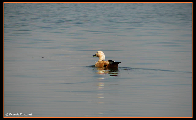 Ruddy Shelduck aka Brahmini Duck