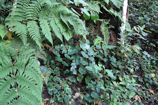 Ferns and Begonia in Costa Rica
