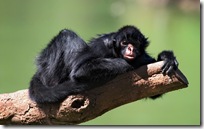 animal wallpapers (2)