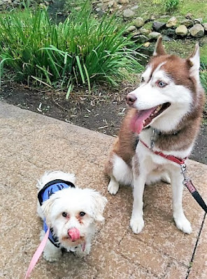 My dogs having fun at a dog friendly event on Long Island