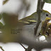 First winter female Chestnut-sided Warbler