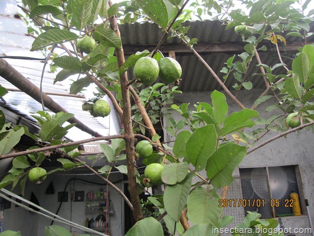 Enaknya Buah Jambu Biji Kristal