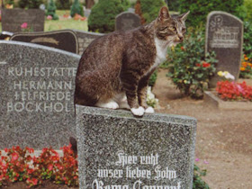 Cerita kucing setia : Toldo, setiap hari mengunjungi makam majikannya