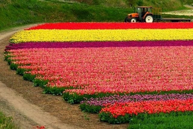  Pemandangan Bunga Tulip Yang Menakjubkan Di Belanda Juru 