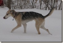 Sandy_in_snow_licking_nose