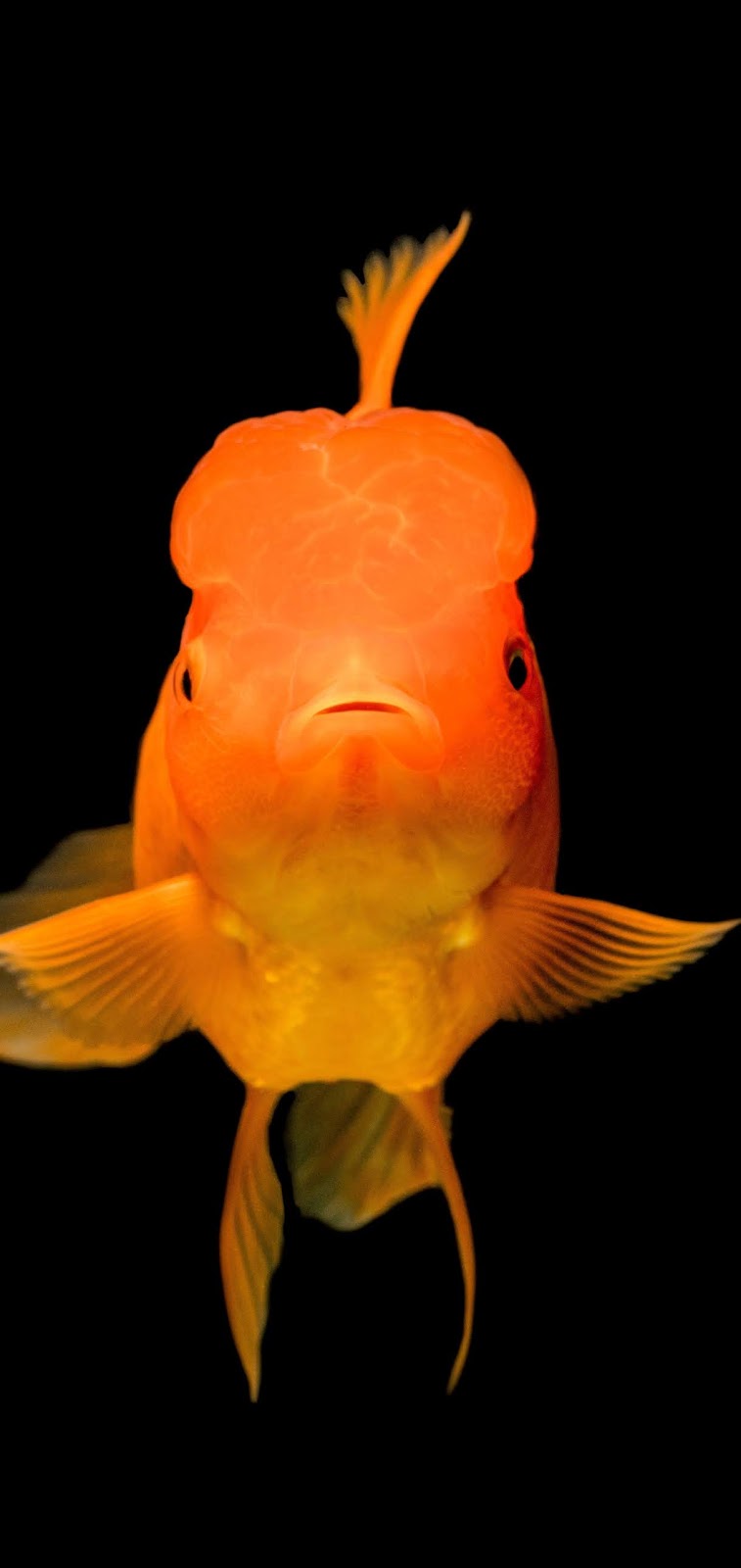 A goldfish up close.