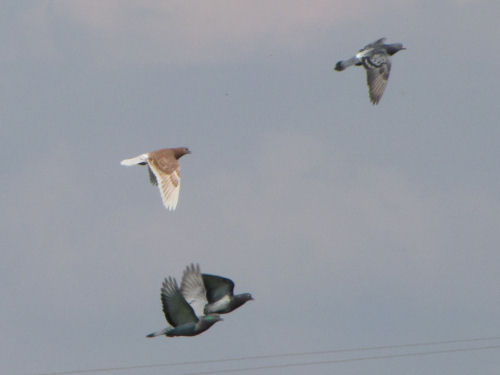 pigeons flying