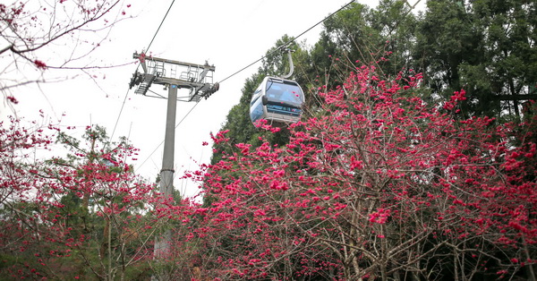 南投魚池|九族文化村櫻花祭-無限次坐纜車、賞櫻花好美哦～