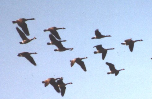 Geese
