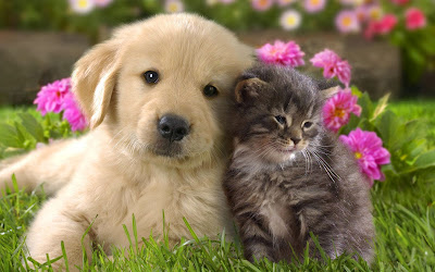 Cats and dogs Wallpapers