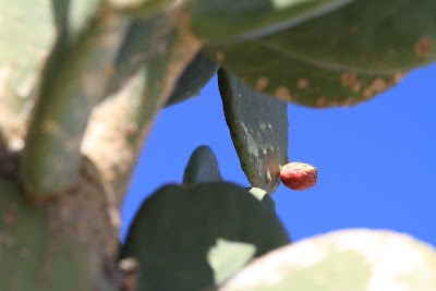 Opuntia