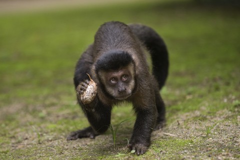 The Washington Post - A resposta errônea do Brasil a um enorme surto de febre amarela : Matar os macacos
