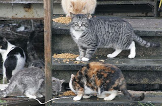 feral cats at feeding time, there are many many more that you cannot see