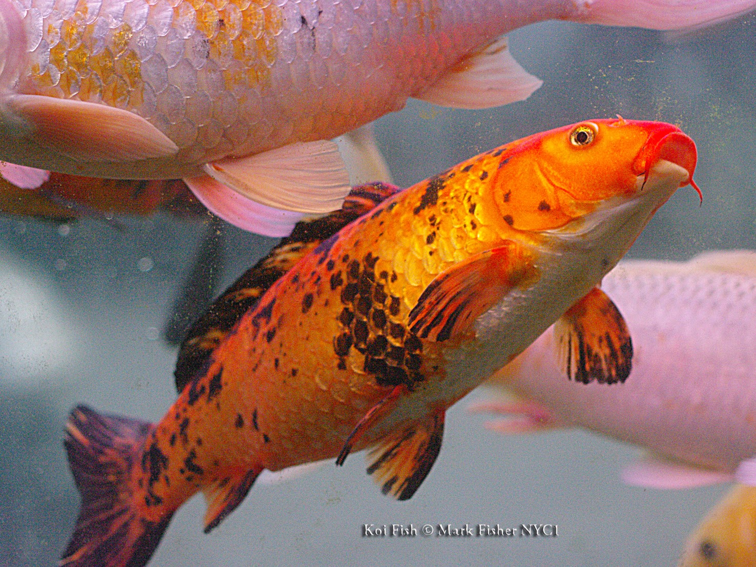 Mark Fisher American Photographer™: Koi Fish • American Photographer