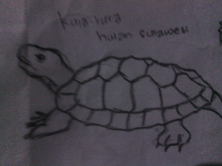 sketsa hewan kura-kura