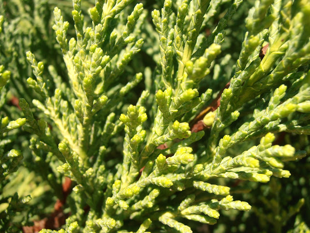 CIPRÉS DE MONTERREY: Cupressus macrocarpa