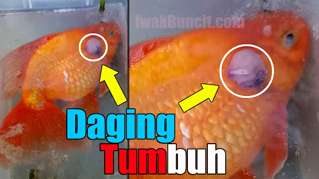 Muncul Tumor Di Badan Ikan Mas Kokimu? Segera Lakukan Operasi: Ini Tata Caranya + Video