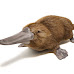 The Enigmatic Platypus: Nature's Quirkiest Marvel