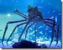 JapaneseSpiderCrab