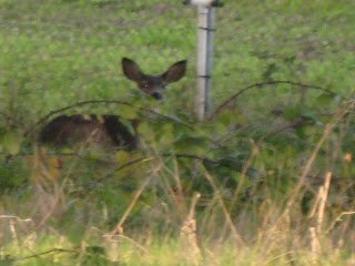 Another deer resting in the blackberry bushes