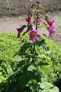 Rehmannie de Piasezki - Rehmannia piasezkii - Digitale chinoise - Rehmannia angulata