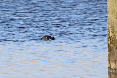 Seehûn - Gewone Zeehond - Phoca vitulina