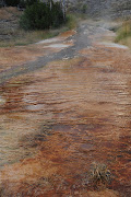 More photos from around the USA. (mammoth hot springs yellowstone national park wyoming usa)