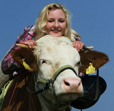 Amazing Show Jumper Cow Seen On www.coolpicturegallery.us