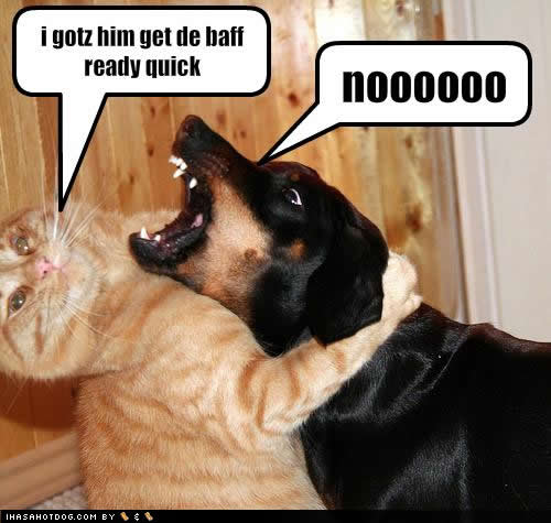 Funny Dog And Cat Captions Funny Cats And Dogs With