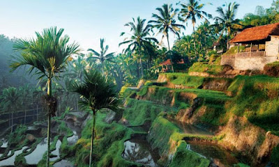 ubud bali tempat yang hijau hijau