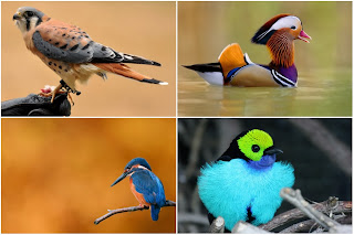 different birds from around the world