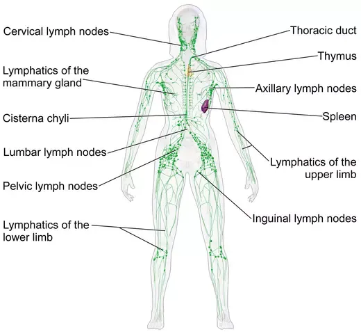 picture of how does the lymphatic system work