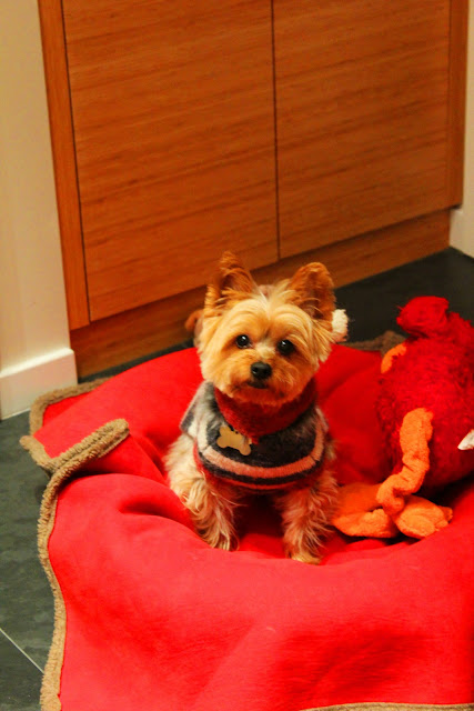 Yorkshire Terrier in Cute Sweater