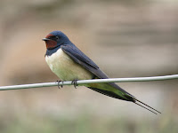 Swallow