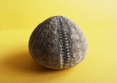 Fossil Echinocorys echinoid