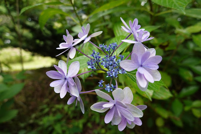 鳥取県西伯郡南部町鶴田　とっとり花回廊　ヤマアジサイ(山紫陽花)