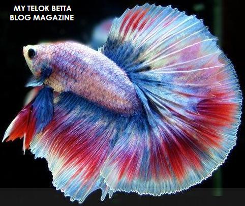 BETTA TRIP ADVENTURES
