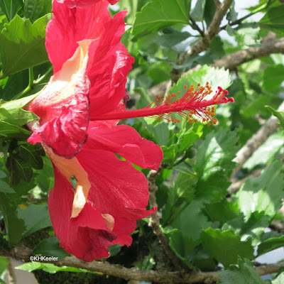 Hibiscus rosa-sinensis