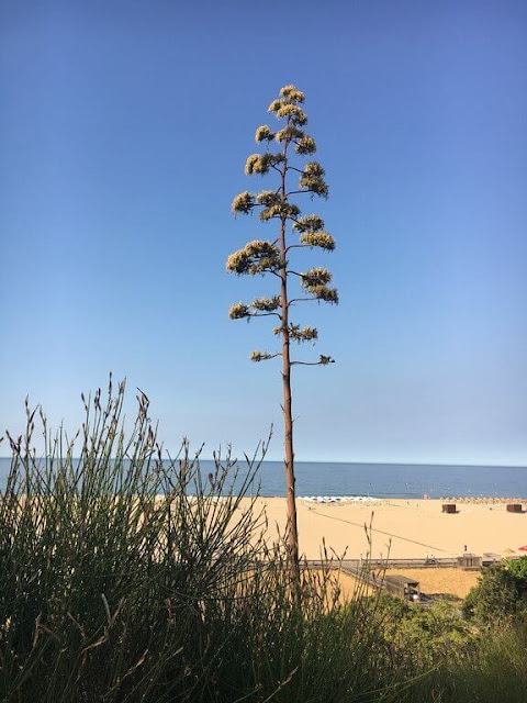 Piteira - Agave Americana