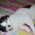 Kutu Telinga Kucing (ear mites)  My Dearcats DC